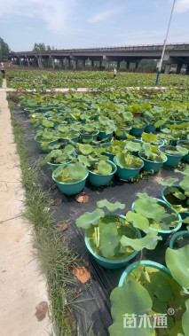 高度25厘米荷花