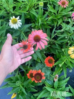 高度30厘米松果菊