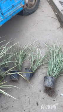 高度80厘米花叶芒