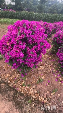 高度100厘米三角梅