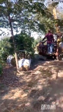 高度400厘米中华石楠