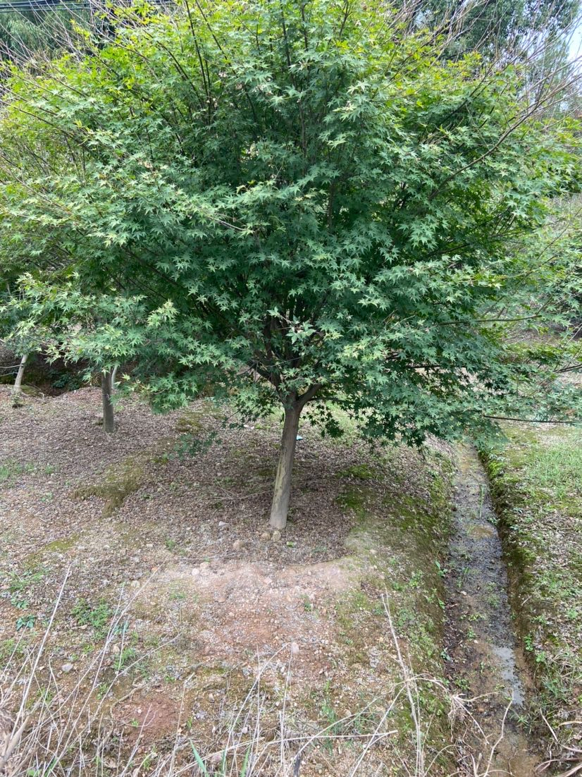 22公分鸡爪槭