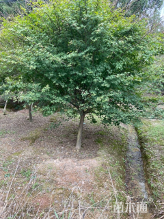22公分鸡爪槭