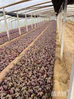 高度22厘米红叶甜菜