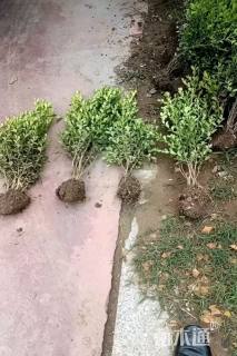 高度35厘米小叶黄杨