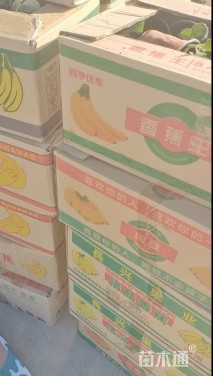 高度15厘米草莓