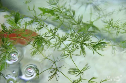 高度50厘米金鱼藻