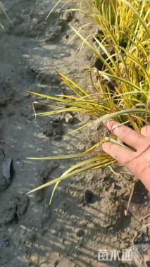 高度25厘米金叶石菖蒲