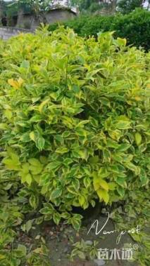 高度80厘米金叶假连翘球