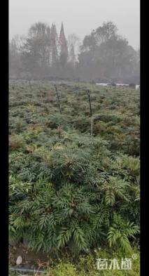 高度40厘米狭叶十大功劳