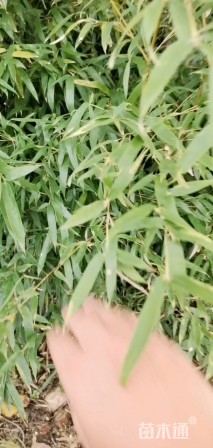 1公分竹子