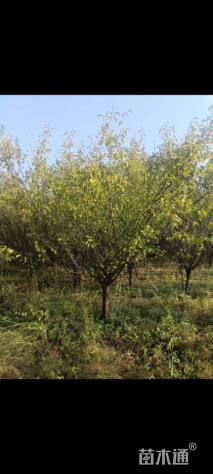 15公分骨里红梅