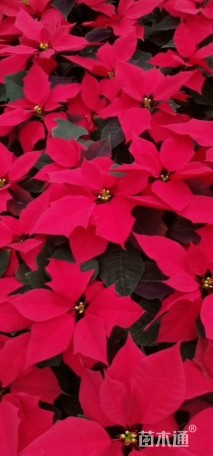 高度35厘米一品红