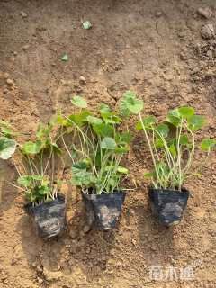 高度10厘米蜀葵