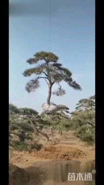 10公分造型树桩盆景-->造型油松