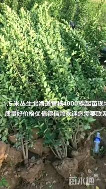 高度100厘米北海道黄杨