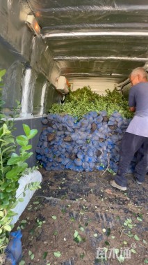 高度70厘米卫矛