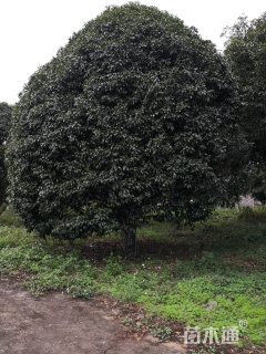 40公分桂花