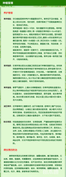 草毯状翦股颖