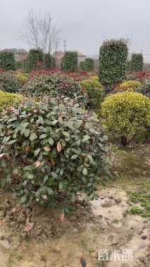 冠幅50厘米红叶石楠球