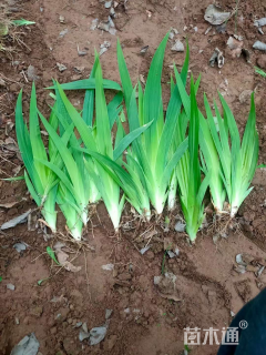 高度30厘米常绿彩虹鸢尾