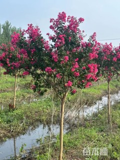 高度300厘米天鹅绒紫薇