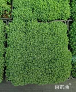 高度10厘米中华景天