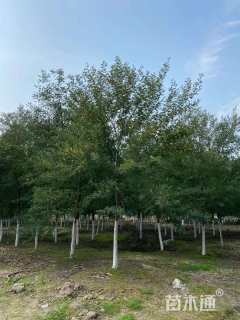 8公分澳洲金合欢