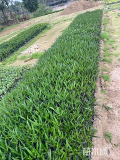 高度30厘米翠芦莉