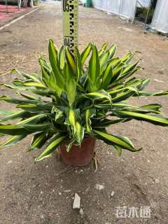 高度40厘米螺纹铁