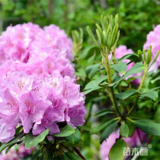 高度60厘米紫鹃