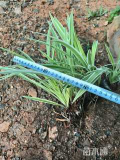 高度15厘米金边吊兰