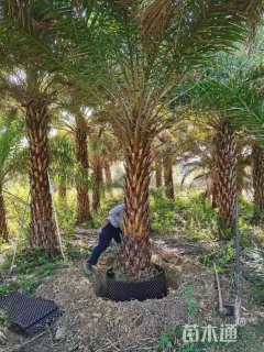 裸干高200厘米中东海枣