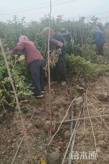 250厘米藤本月季