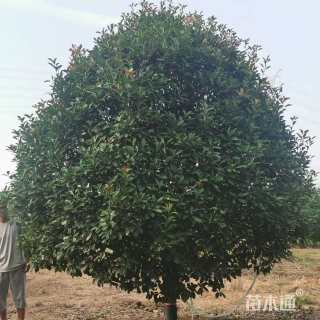 16公分红叶石楠