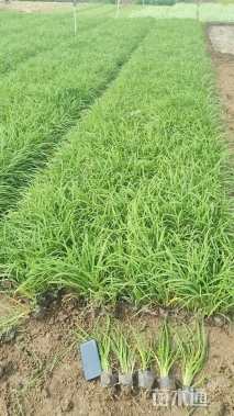 高度30厘米大花萱草