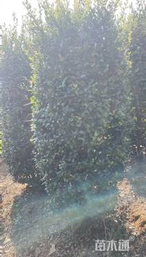 高度150厘米茶梅柱