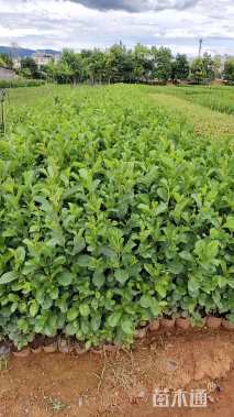 0.02公分川滇桤木