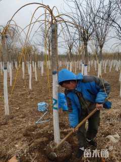 10公分金枝垂槐