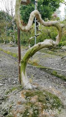 15公分造型红梅