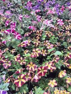 高度20厘米牵牛