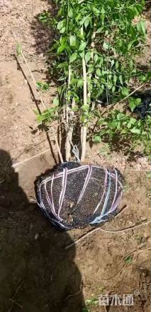 高度200厘米丛生金银木