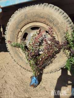 高度50厘米紫叶小檗