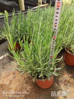 高度30厘米薰衣草