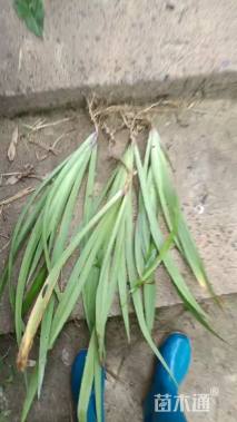 高度40厘米燕尾草