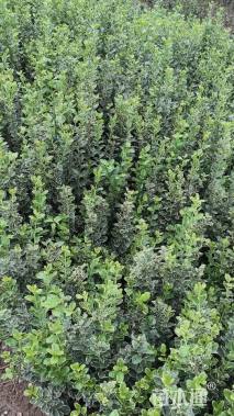 高度60厘米金边黄杨小苗