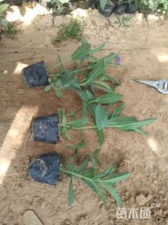 高度20厘米柳叶马鞭草