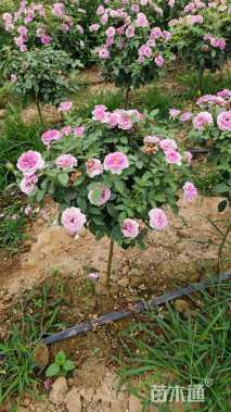 高度60厘米棒棒糖月季