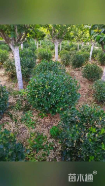 冠幅90厘米卫矛球