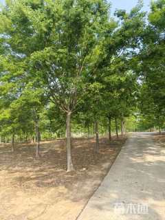 25公分榉树